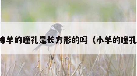 绵羊的瞳孔是长方形的吗（小羊的瞳孔）