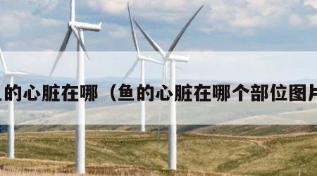 鱼的心脏在哪（鱼的心脏在哪个部位图片）