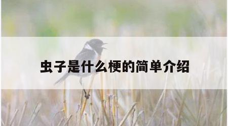 虫子是什么梗的简单介绍