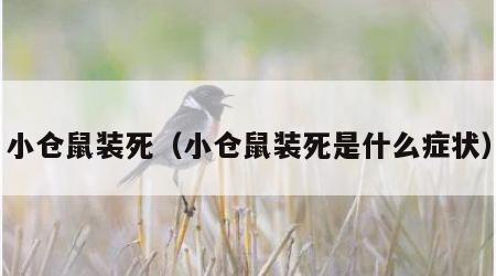 小仓鼠装死（小仓鼠装死是什么症状）