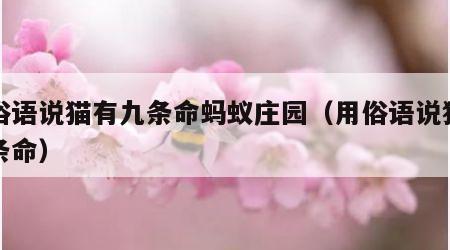有俗语说猫有九条命蚂蚁庄园（用俗语说猫有九条命）