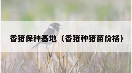 香猪保种基地（香猪种猪苗价格）