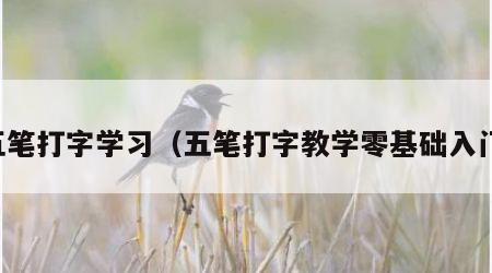 五笔打字学习（五笔打字教学零基础入门）
