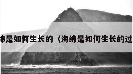 海绵是如何生长的（海绵是如何生长的过程）