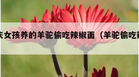 重庆女孩养的羊驼偷吃辣椒面（羊驼偷吃辣条）