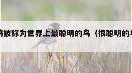 乌鸦被称为世界上最聪明的鸟（很聪明的乌鸦）