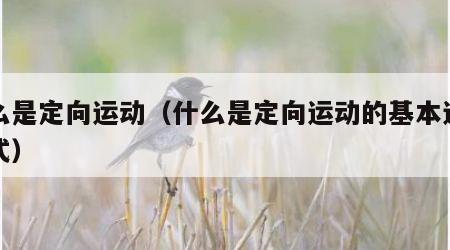 什么是定向运动（什么是定向运动的基本运动方式）