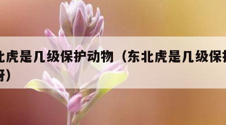 东北虎是几级保护动物（东北虎是几级保护动物呀）
