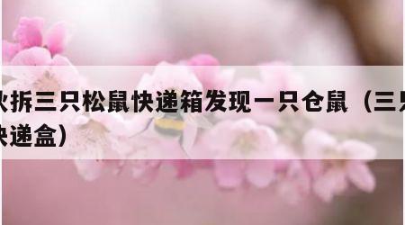小伙拆三只松鼠快递箱发现一只仓鼠（三只松鼠快递盒）
