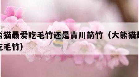 大熊猫最爱吃毛竹还是青川箭竹（大熊猫最喜欢吃毛竹）