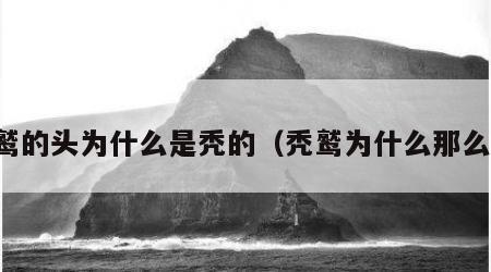 秃鹫的头为什么是秃的（秃鹫为什么那么丑）