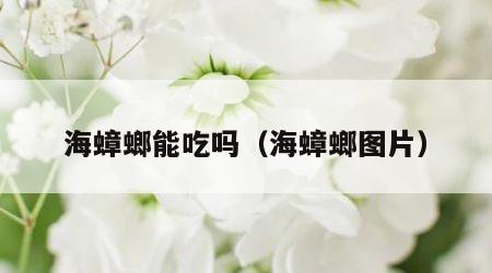 海蟑螂能吃吗（海蟑螂图片）