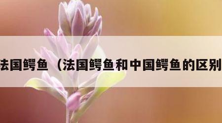 法国鳄鱼（法国鳄鱼和中国鳄鱼的区别）