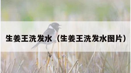 生姜王洗发水（生姜王洗发水图片）