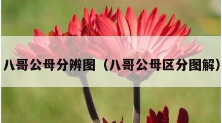 八哥公母分辨图（八哥公母区分图解）