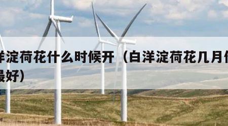 白洋淀荷花什么时候开（白洋淀荷花几月份开的最好）