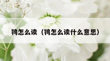 鸨怎么读（鸨怎么读什么意思）