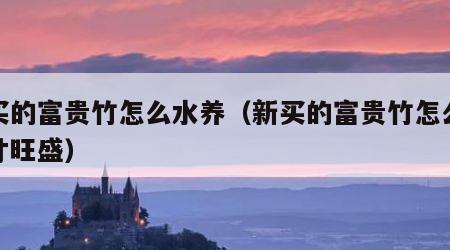 新买的富贵竹怎么水养（新买的富贵竹怎么水养才旺盛）