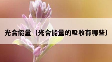光合能量（光合能量的吸收有哪些）