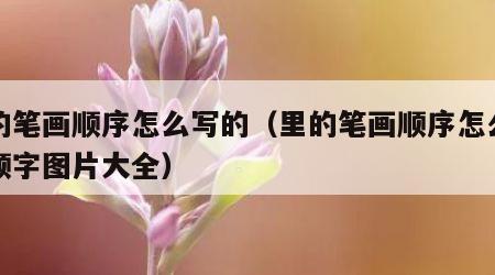 里的笔画顺序怎么写的（里的笔画顺序怎么写的顺字图片大全）