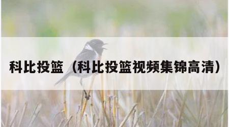 科比投篮（科比投篮视频集锦高清）