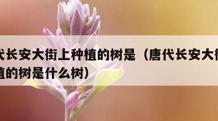 唐代长安大街上种植的树是（唐代长安大街上种植的树是什么树）