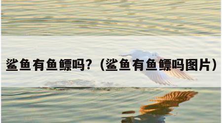 鲨鱼有鱼鳔吗?（鲨鱼有鱼鳔吗图片）