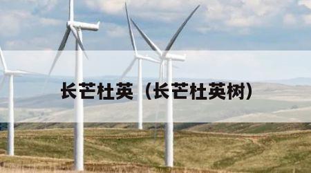 长芒杜英（长芒杜英树）
