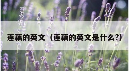 莲藕的英文（莲藕的英文是什么?）