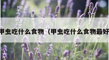 甲虫吃什么食物（甲虫吃什么食物最好）