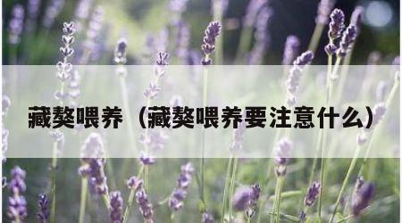 藏獒喂养（藏獒喂养要注意什么）