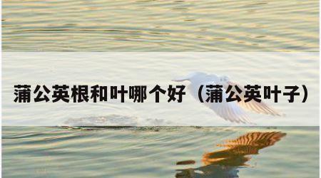 蒲公英根和叶哪个好（蒲公英叶子）