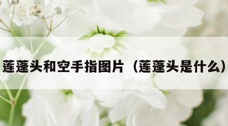 莲蓬头和空手指图片（莲蓬头是什么）