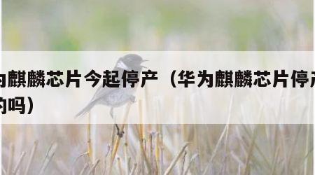 华为麒麟芯片今起停产（华为麒麟芯片停产是真的吗）