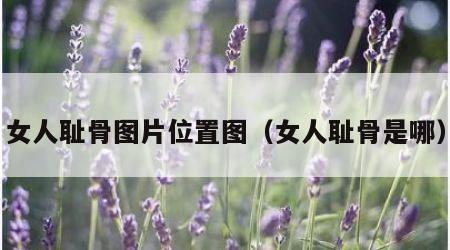 女人耻骨图片位置图（女人耻骨是哪）