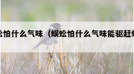 蜈蚣怕什么气味（蜈蚣怕什么气味能驱赶蜈蚣）