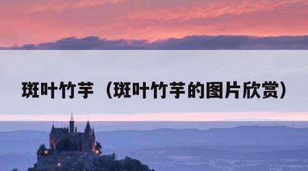 斑叶竹芋（斑叶竹芋的图片欣赏）