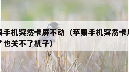 苹果手机突然卡屏不动（苹果手机突然卡屏不动了也关不了机子）