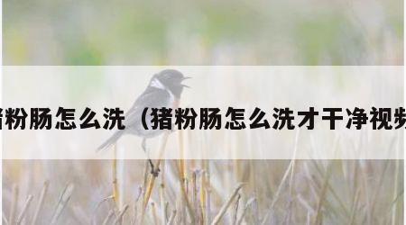 猪粉肠怎么洗（猪粉肠怎么洗才干净视频）