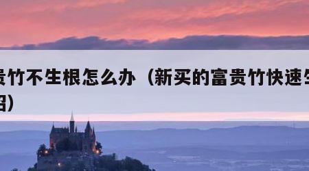 富贵竹不生根怎么办（新买的富贵竹快速生根妙招）
