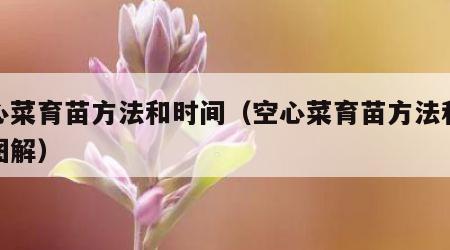 空心菜育苗方法和时间（空心菜育苗方法和时间图解）