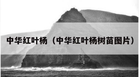 中华红叶杨（中华红叶杨树苗图片）