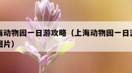 上海动物园一日游攻略（上海动物园一日游攻略图片）