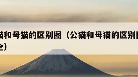 公猫和母猫的区别图（公猫和母猫的区别图片大全）