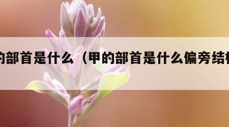 甲的部首是什么（甲的部首是什么偏旁结构组词）
