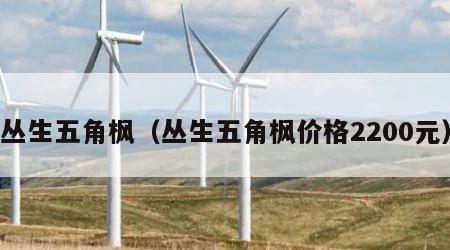 丛生五角枫（丛生五角枫价格2200元）