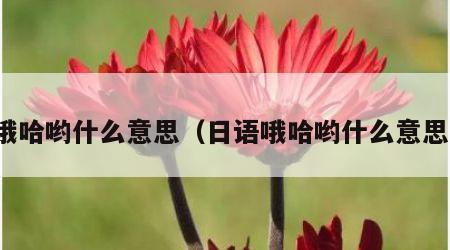 哦哈哟什么意思（日语哦哈哟什么意思）