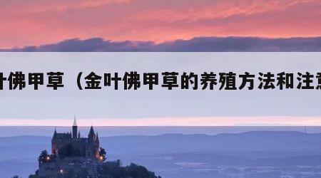 金叶佛甲草（金叶佛甲草的养殖方法和注意事项）