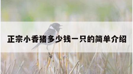 正宗小香猪多少钱一只的简单介绍