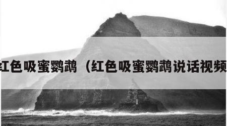红色吸蜜鹦鹉（红色吸蜜鹦鹉说话视频）